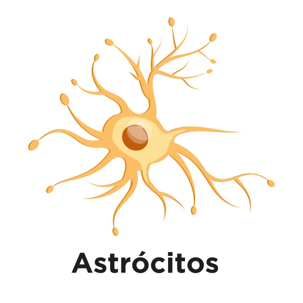 Astrócitos copy