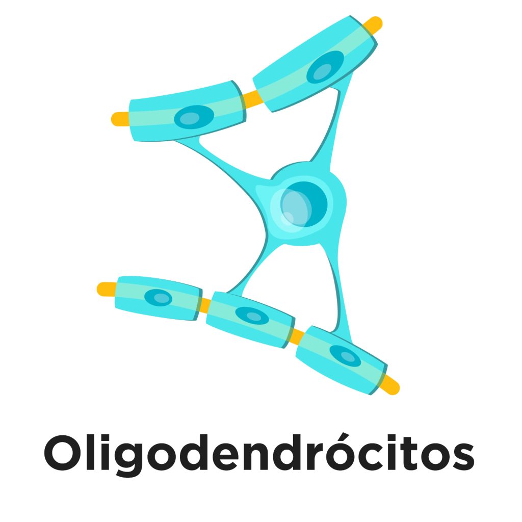 Oligodendrocitos copy